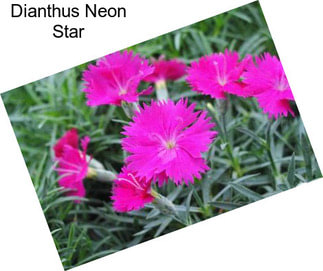 Dianthus Neon Star