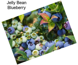 Jelly Bean Blueberry