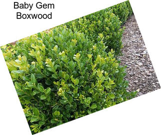 Baby Gem Boxwood