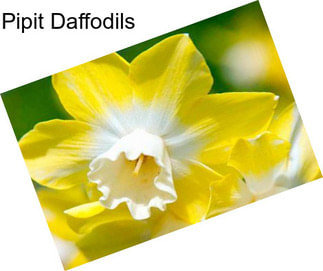 Pipit Daffodils