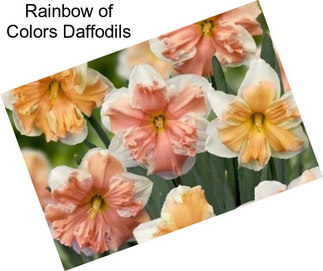 Rainbow of Colors Daffodils