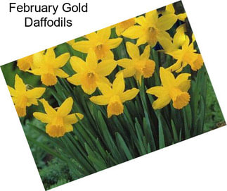 February Gold Daffodils