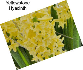 Yellowstone Hyacinth