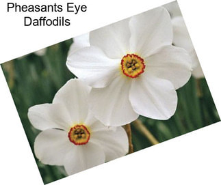 Pheasants Eye Daffodils