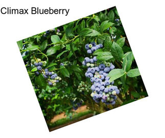 Climax Blueberry