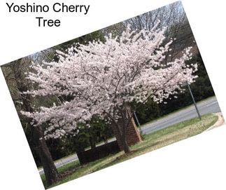 Yoshino Cherry Tree