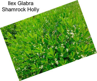 Ilex Glabra Shamrock Holly