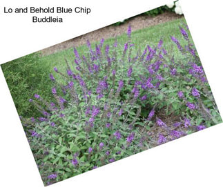 Lo and Behold Blue Chip Buddleia