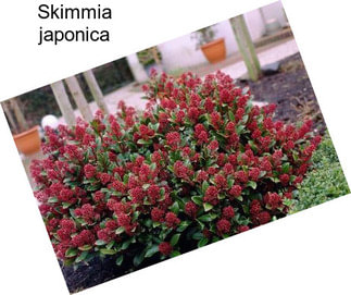 Skimmia japonica