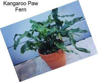 Kangaroo Paw Fern