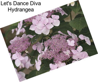 Let\'s Dance Diva Hydrangea