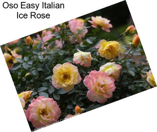 Oso Easy Italian Ice Rose
