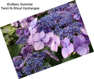 Endless Summer Twist-N-Shout Hydrangea