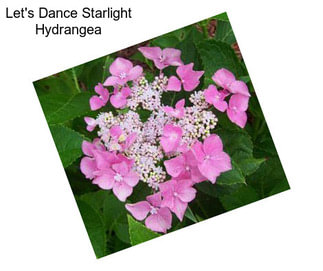 Let\'s Dance Starlight Hydrangea