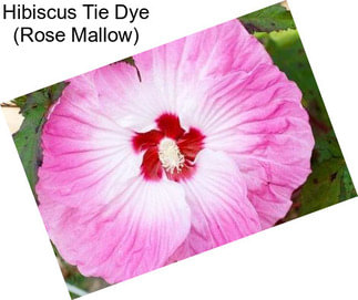 Hibiscus Tie Dye (Rose Mallow)