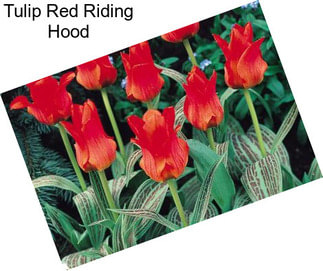 Tulip Red Riding Hood