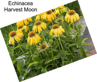 Echinacea Harvest Moon
