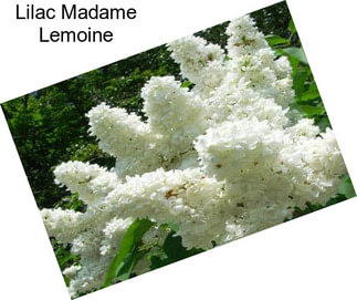 Lilac Madame Lemoine