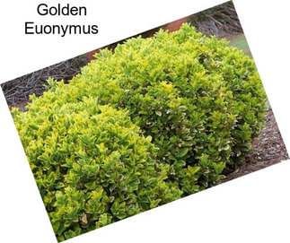 Golden Euonymus