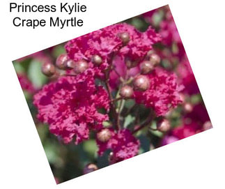 Princess Kylie Crape Myrtle