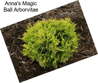 Anna\'s Magic Ball Arborvitae