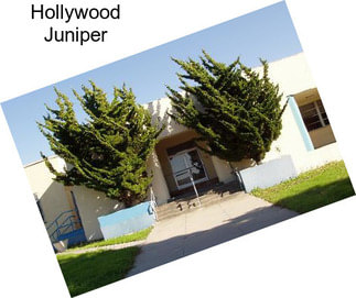 Hollywood Juniper