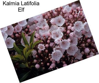 Kalmia Latifolia Elf