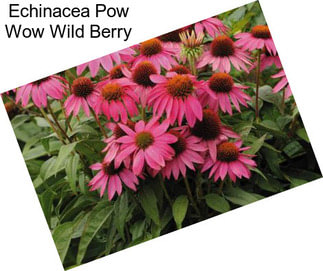 Echinacea Pow Wow Wild Berry