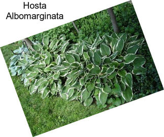 Hosta Albomarginata