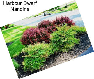 Harbour Dwarf Nandina