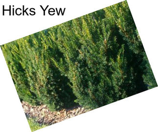 Hicks Yew