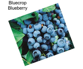 Bluecrop Blueberry