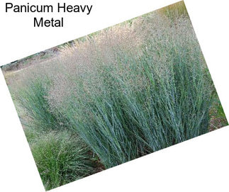 Panicum Heavy Metal