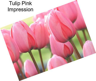 Tulip Pink Impression