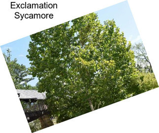 Exclamation Sycamore