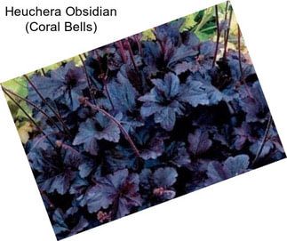 Heuchera Obsidian (Coral Bells)