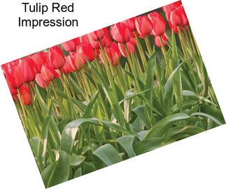 Tulip Red Impression