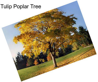 Tulip Poplar Tree