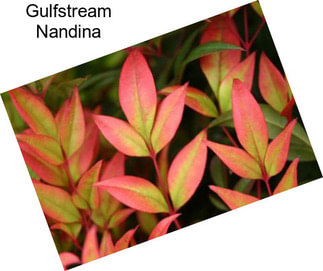 Gulfstream Nandina