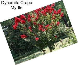 Dynamite Crape Myrtle
