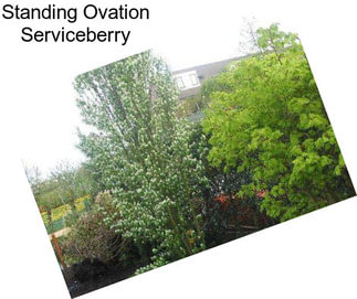 Standing Ovation Serviceberry