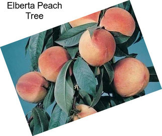 Elberta Peach Tree