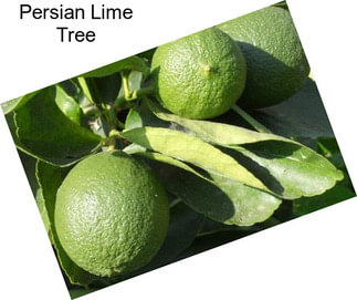 Persian Lime Tree