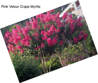 Pink Velour Crape Myrtle