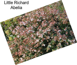 Little Richard Abelia