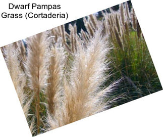 Dwarf Pampas Grass (Cortaderia)