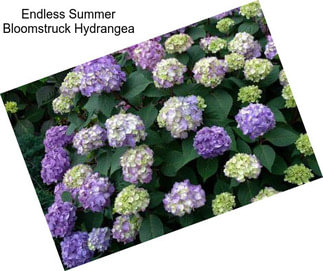 Endless Summer Bloomstruck Hydrangea