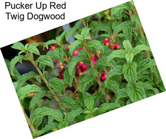 Pucker Up Red Twig Dogwood