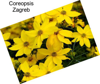 Coreopsis Zagreb