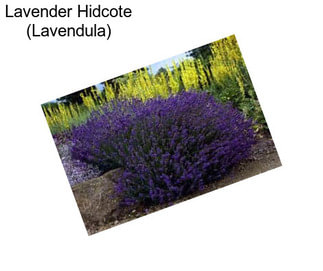 Lavender Hidcote (Lavendula)